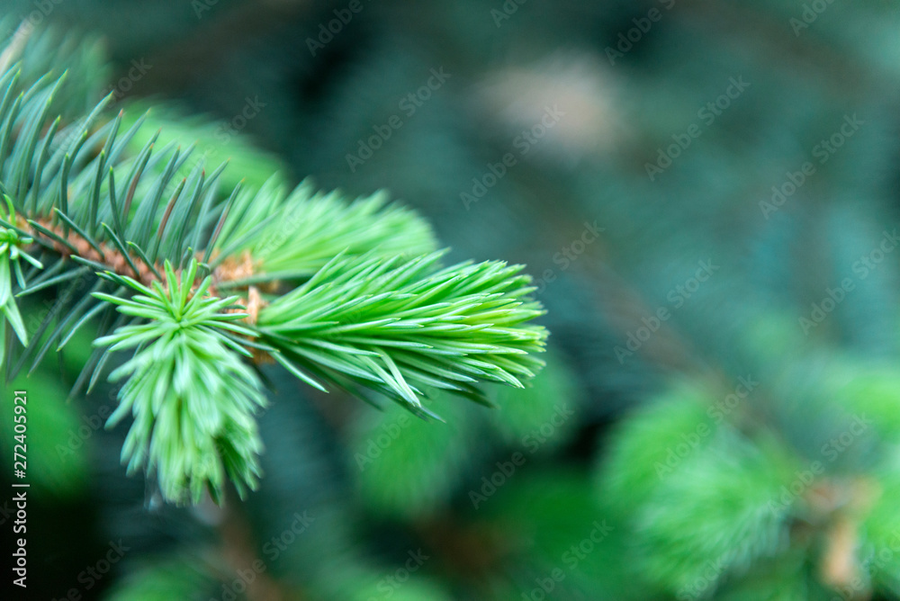fir branch with green needles on a green background fir branch with green needles on a green background