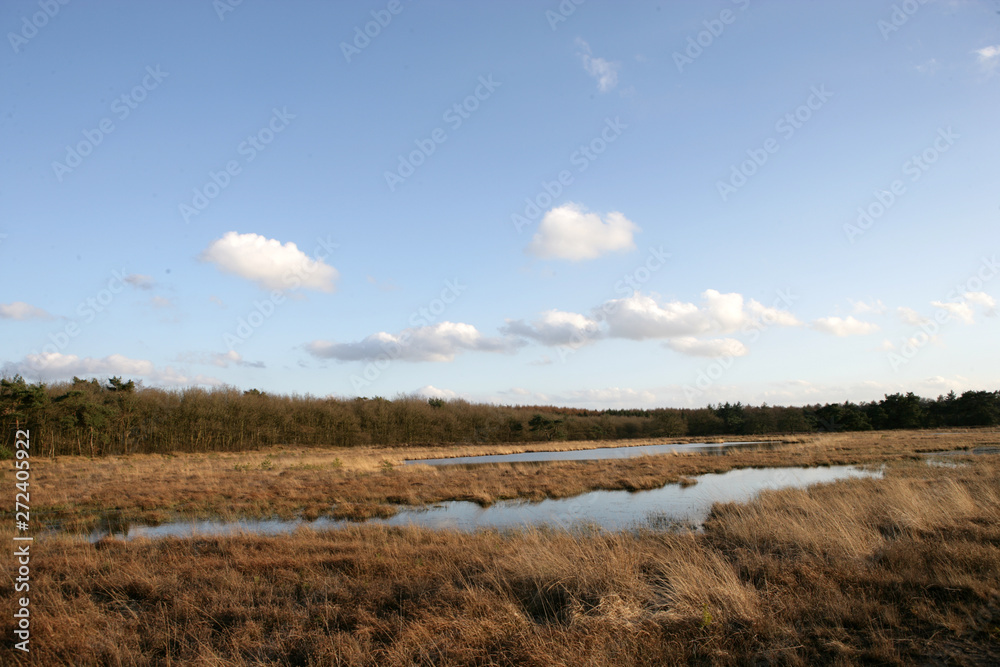 Echten drente . Heather and peat fields. Moor. Netherlands