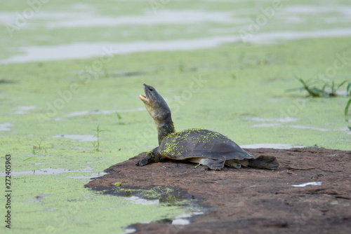 Indian Flapshell Turtle in Udawalawa National Park Sri Lanka