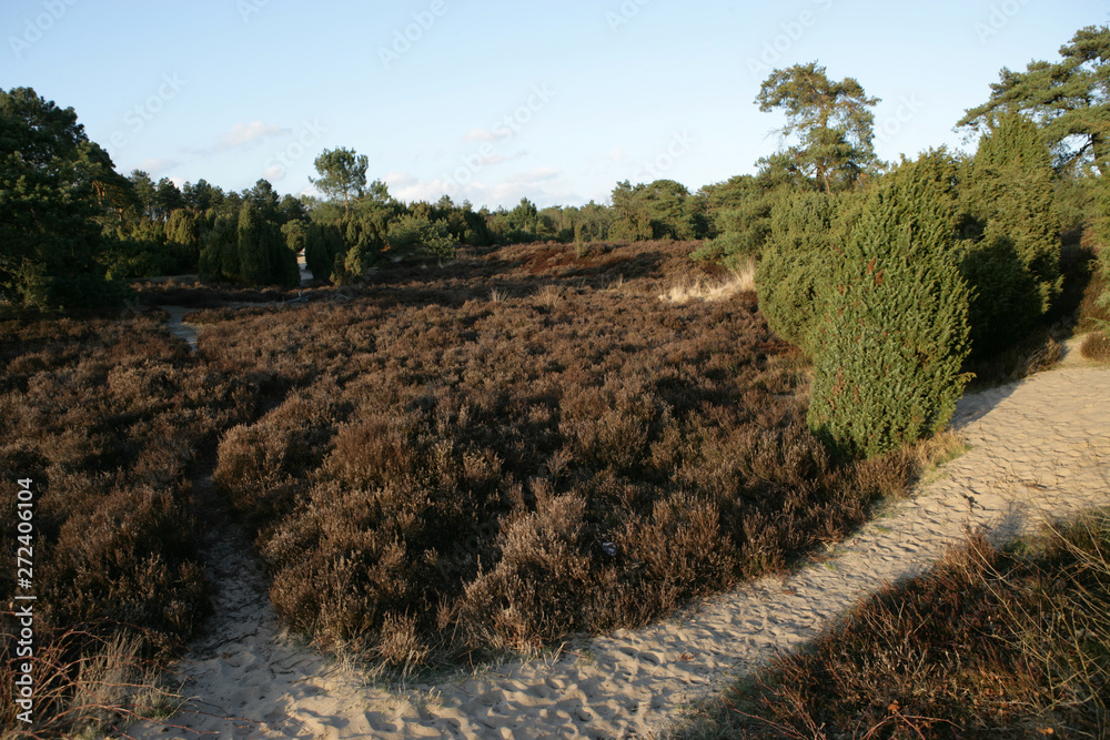 Fototapeta Echten drente . Heather and peat fields. Moor. Netherlands