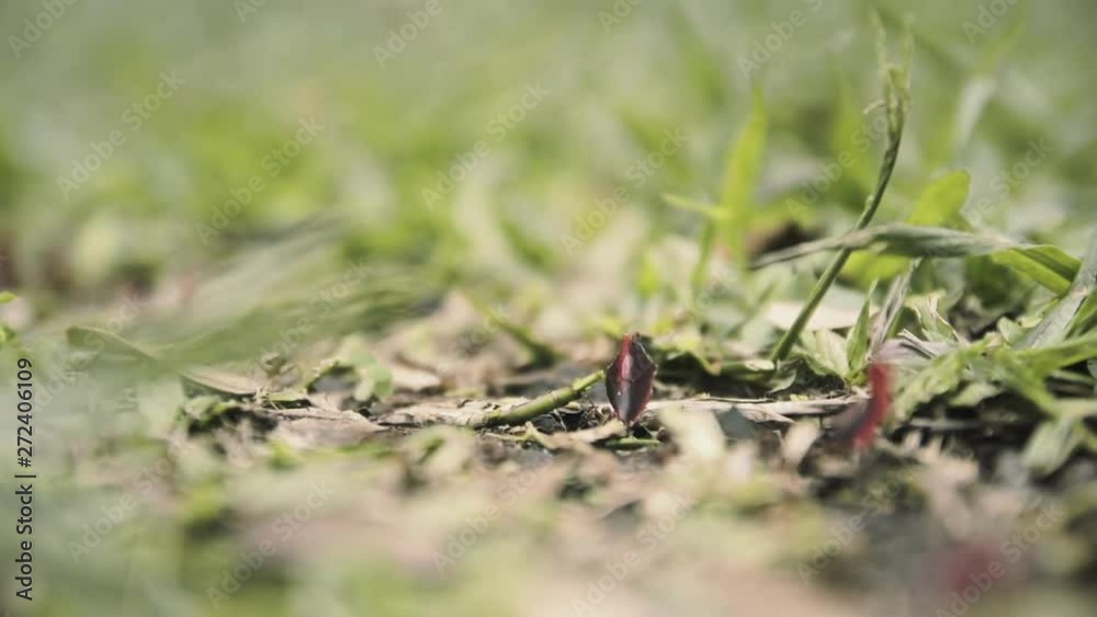 Timelapse macro detail shot: an ant colony carrying tiny pieces of leaves and other materials, in a tidy row. Timelapse macro detail shot: an ant colony carrying tiny pieces of leaves and other materials, in a tidy row.