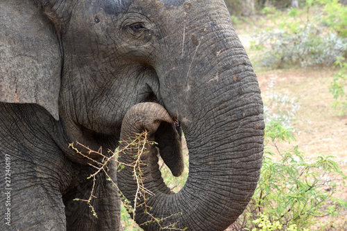 elephant eating in Yala National Park Sri Lanka