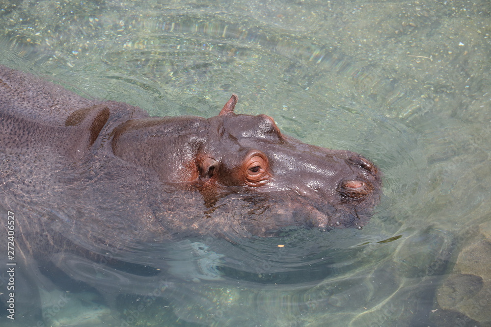 Fototapeta premium zoo