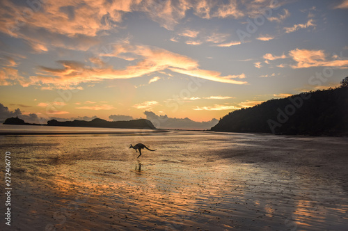 Sunset with kangaroos