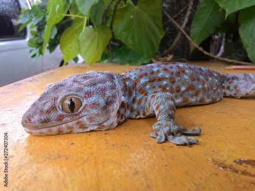 gecko, close-up, head, eyes, reptiles in tropical Asia, Thailand, orange dots, gray, scary animals, ecosystems on wooden floor in the garden.