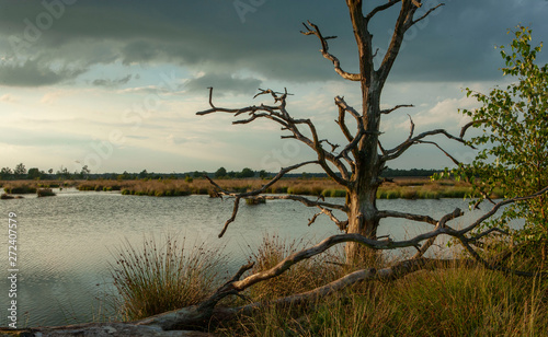 Sunset at National Park Dwingelderveld drente Netherlands. Moor and peatfields photo