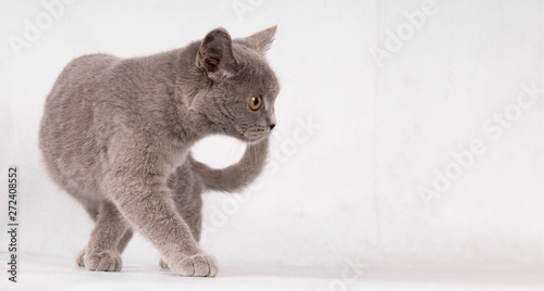 British short hair blue cat isolated looking at camera on white background - text space to the right.
