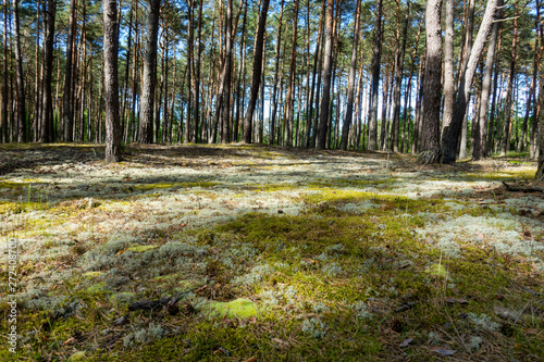 Fototapeta Naklejka Na Ścianę i Meble -  Mech mechowy las sosny sosna bory