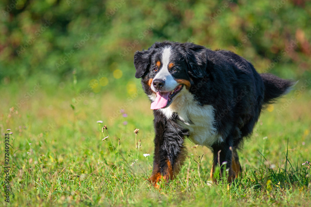 Bernese Mountain Dog running outdoors
