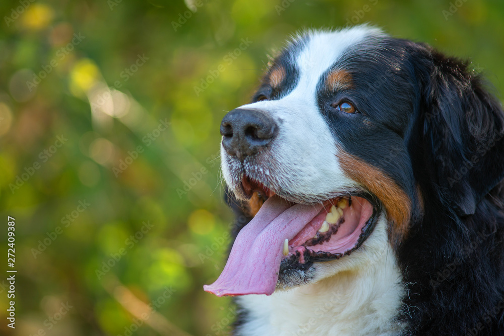 Close-up portrait of a Bernese mountain dog in a natural environment