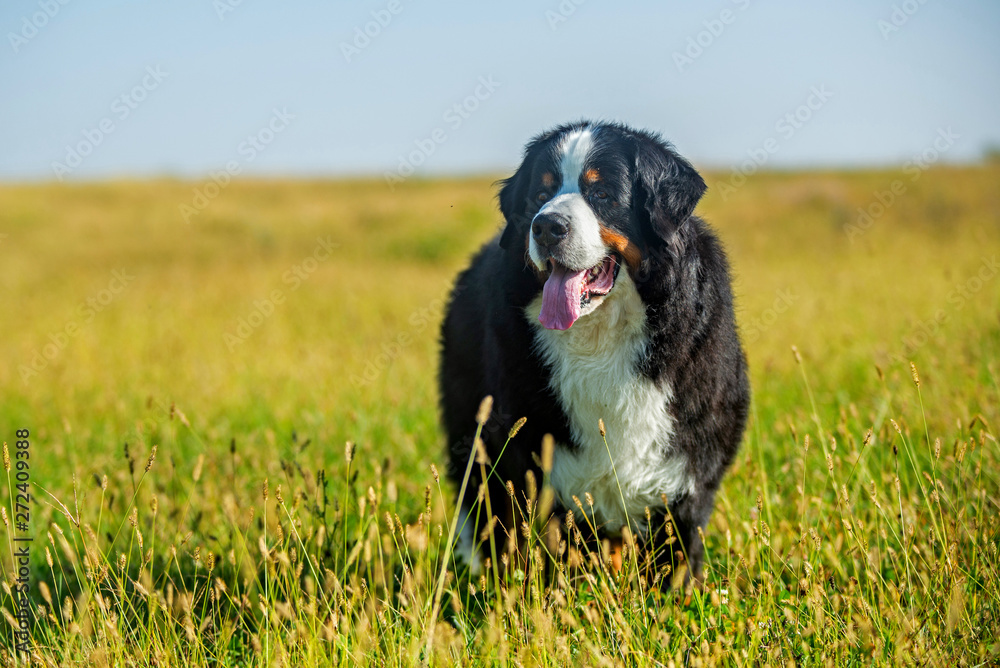Portrait of a beautiful bernese mountain dog in a natural park