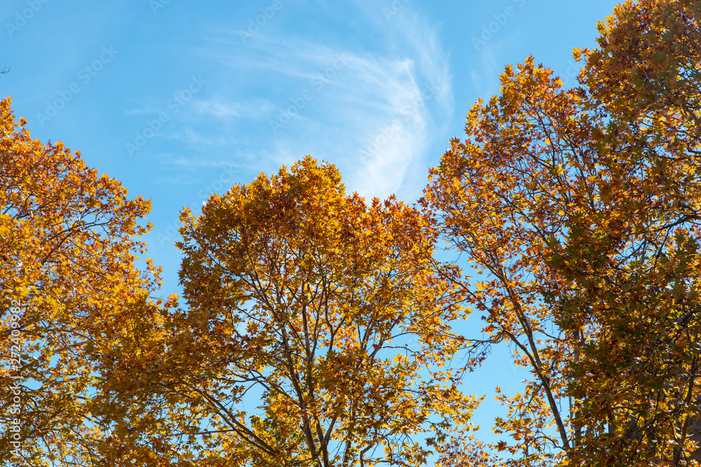 Yellow autumn trees with light blue sunny sky. Yellow autumn trees with light blue sunny sky.