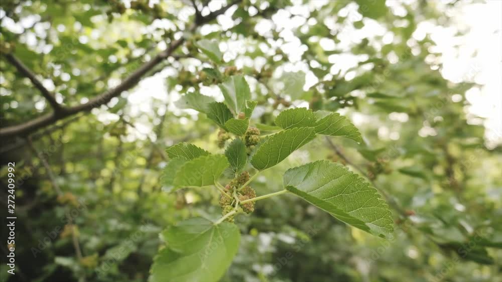 Wild unripe mulberry fruits hang on a tree branch and sway in the wind. Wild unripe mulberry fruits hang on a tree branch and sway in the wind.