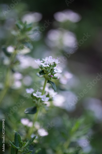 bee on a flower