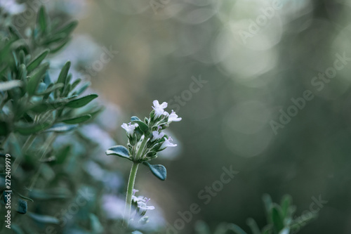 blue flowers in the garden