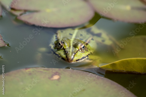 frog on leaf