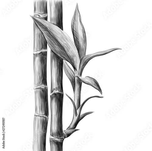 Bamboo stalk and leaves. Vector hand drawn sketch illustration