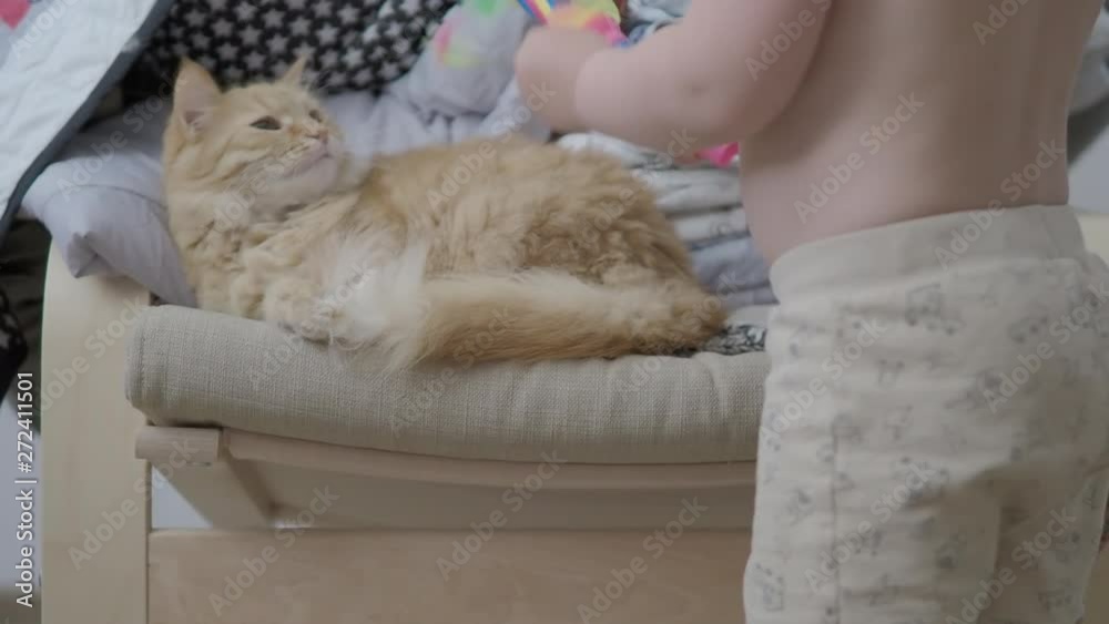 Cute ginger cat lying on chair near clothes stacked in pile. Fluffy pet dozing. Cozy home. Flat profile clip. Cute ginger cat lying on chair near clothes stacked in pile. Fluffy pet dozing. Cozy home. Flat profile clip.