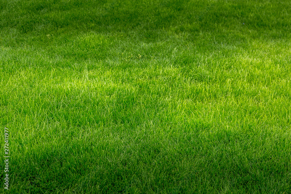 Grass field, with typical spring brilliant green Grass field, with typical spring brilliant green