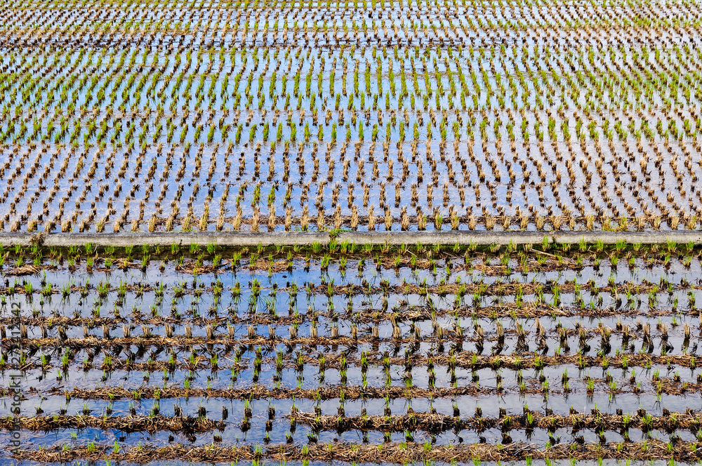 Looking over a rice field in a sunny morning