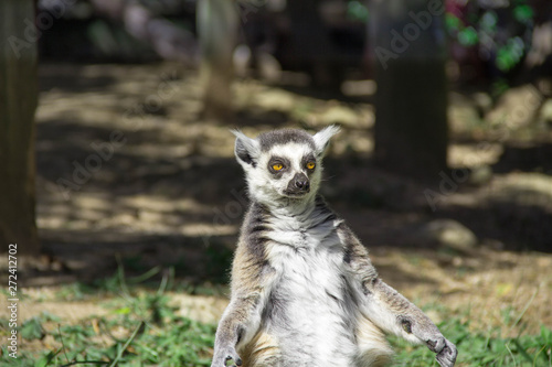 Lemur