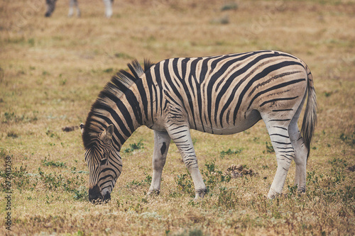 Zebra foal eating grass in Addo National Park  South Africa