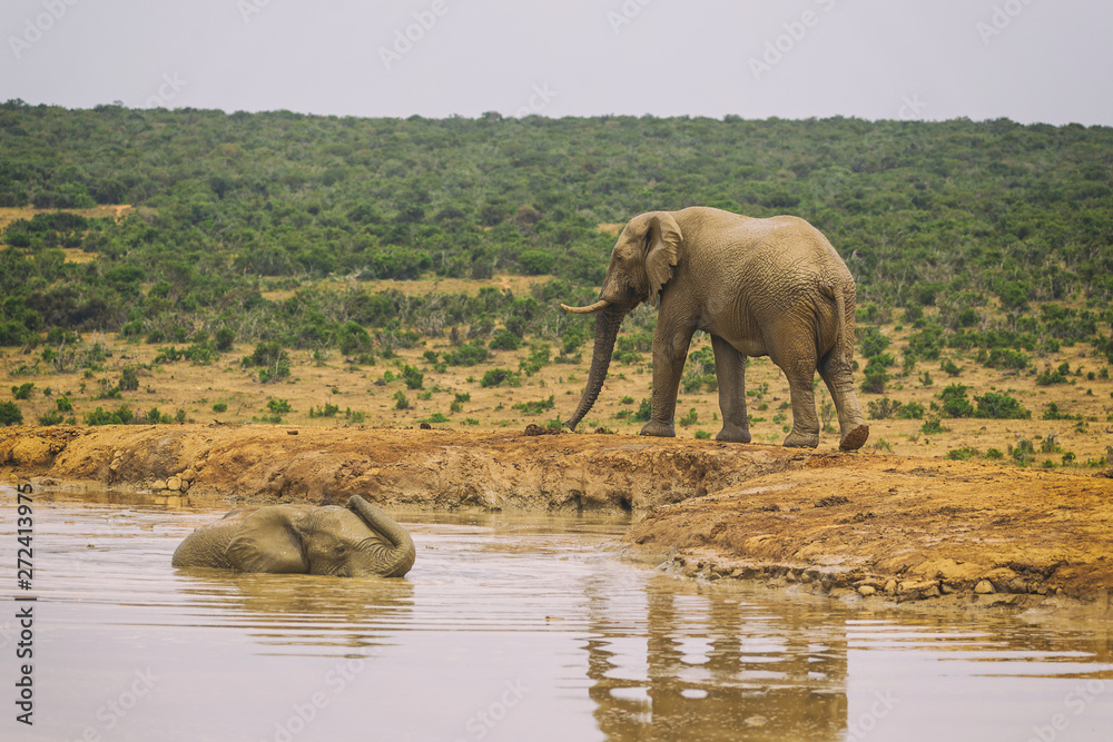 Fototapeta premium African elephant swimming in the lake in Addo national park, South Africa