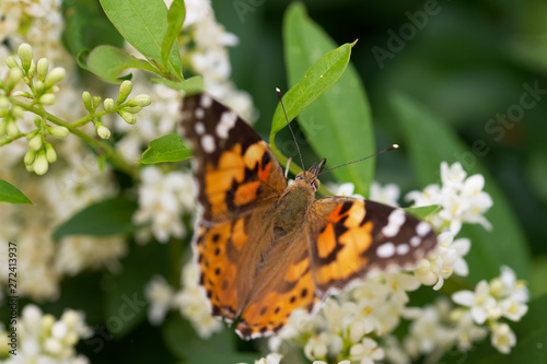 butterfly Vanessa cardui on a flower