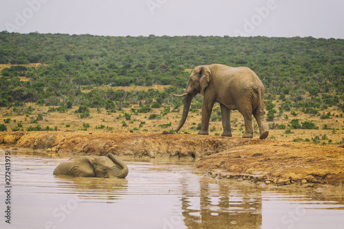 African elephant swimming in the lake in Addo national park  South Africa