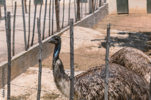 Ostriches at ostrich farm in South Africa
