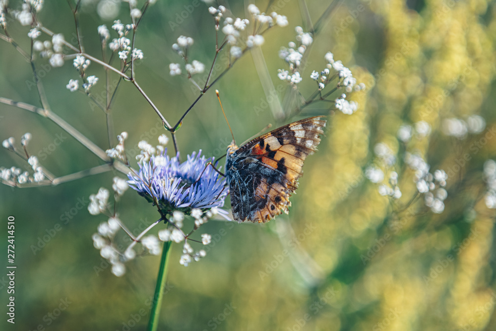 Butterfly flying catching on petal flower in garden Butterfly flying catching on petal flower in garden