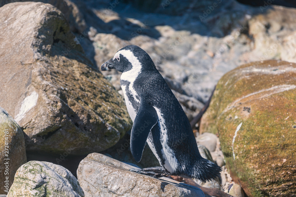 Fototapeta premium African penguin at penguin colony in Betty's bay, South Africa