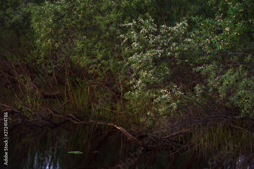 Willow on the lake