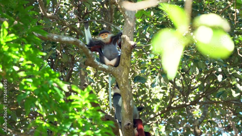 Wild Monkey, the Endangered Red Shank Douc Langur of Central Vietnam
