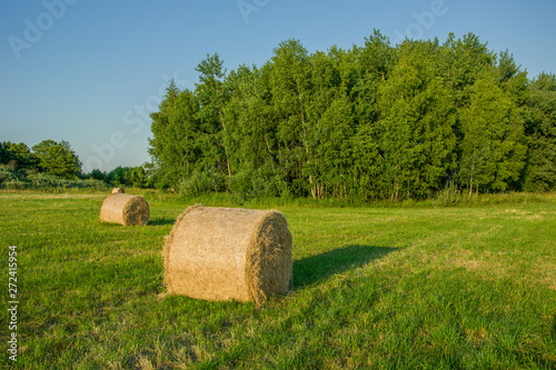 Hay bales lying in a meadow, forest and cloudless sky