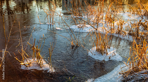 Fototapeta Naklejka Na Ścianę i Meble -  Dried reed stalks in slow freezing water
