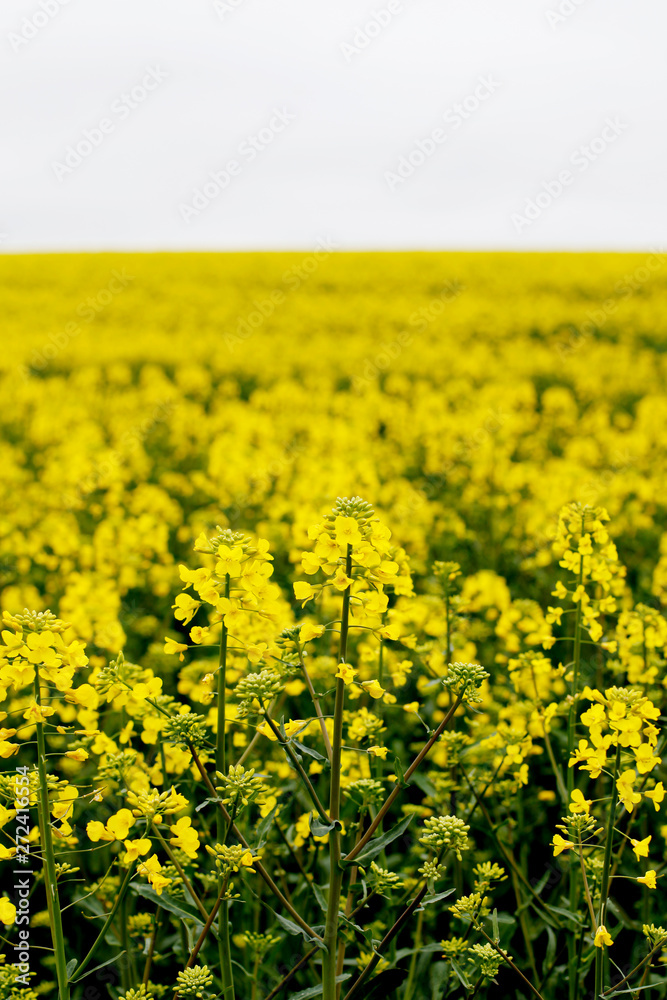 Blooming yellow rape field. Rapeseed blossoms, Canola field
