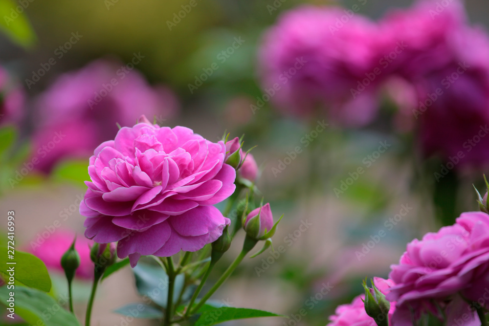 Fototapeta premium pink rose flower garden background 