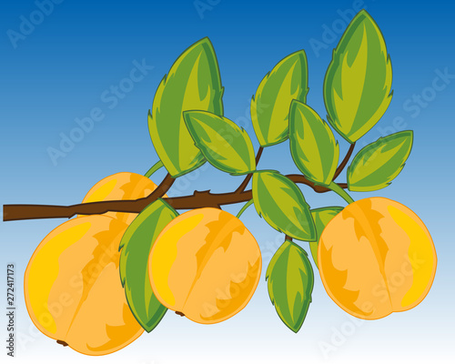 Branch with ripe fruit discharges on background sky