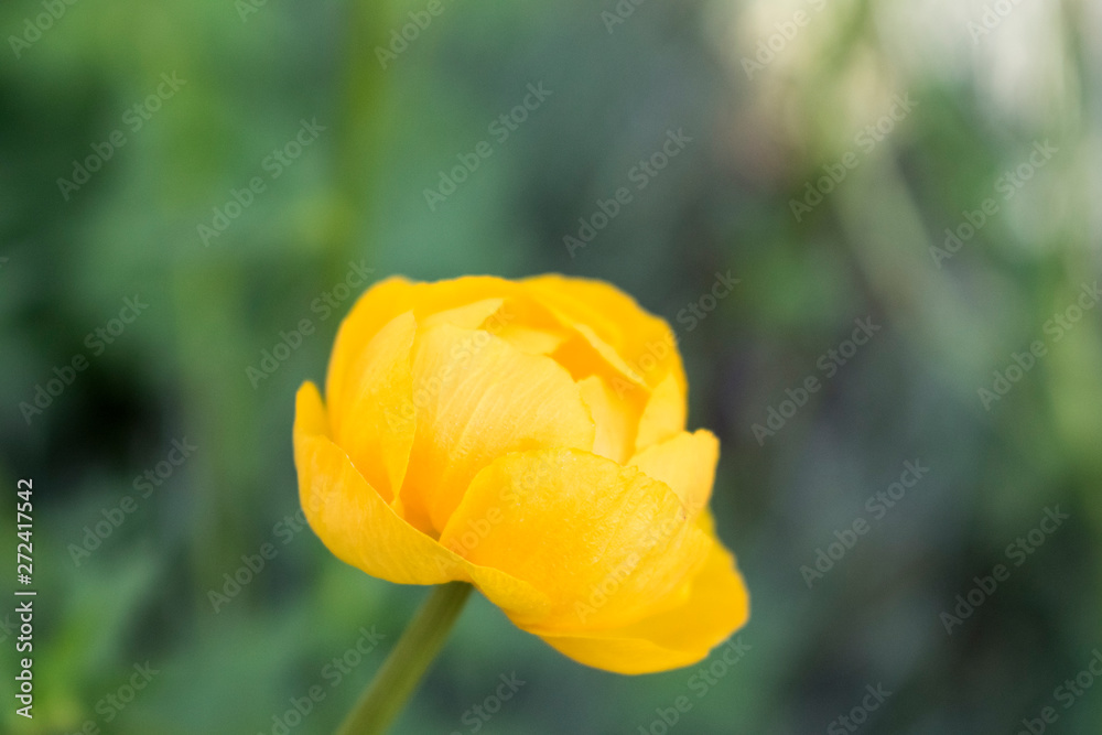 Colorful yellow single globe-flower with green leaves. Green blured grass. Colorful yellow single globe-flower with green leaves. Green blured grass.