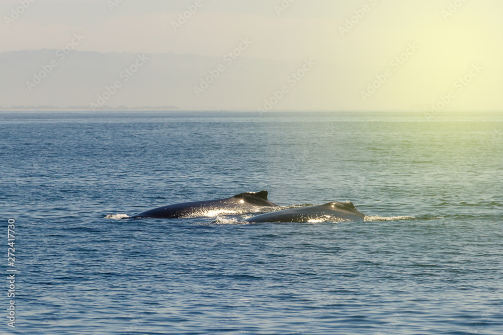 Obraz premium Two humpback whale in Monterey bay, California