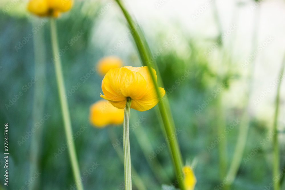 Obraz premium Colorful yellow globe-flowers with green leaves. Green blured grass.