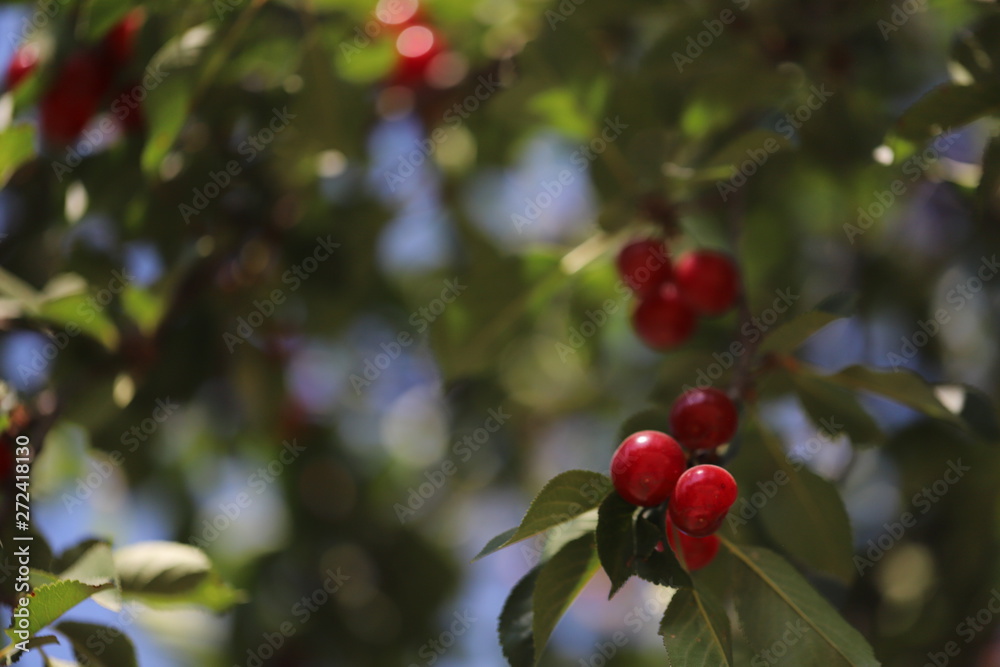 Red and sweet cherries on a branch. Beautiful cherry tree. 