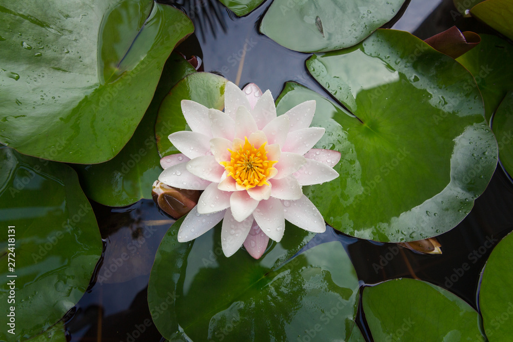 lotus flowers. water lilies on close up lotus flowers. water lilies on close up