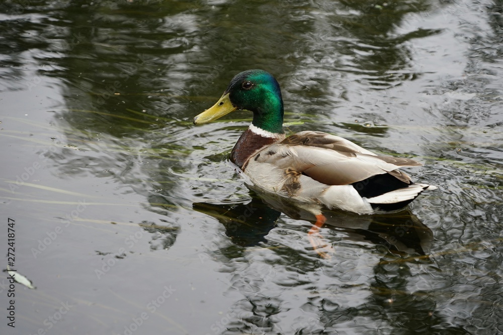 Fototapeta premium Männliche Ente auf dem Wasser