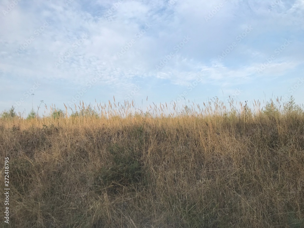 Gräser und blauer Himmel Gräser und blauer Himmel
