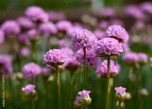 beautiful flowers in nature in the botanical garden