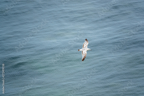 A seagull glides over the blue sea and is photographed from above.