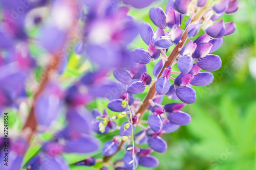 Colorful summer wildflower lupine close up photo.