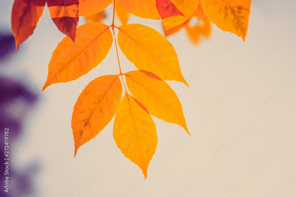 Naklejka premium Autumn orange tree leaves